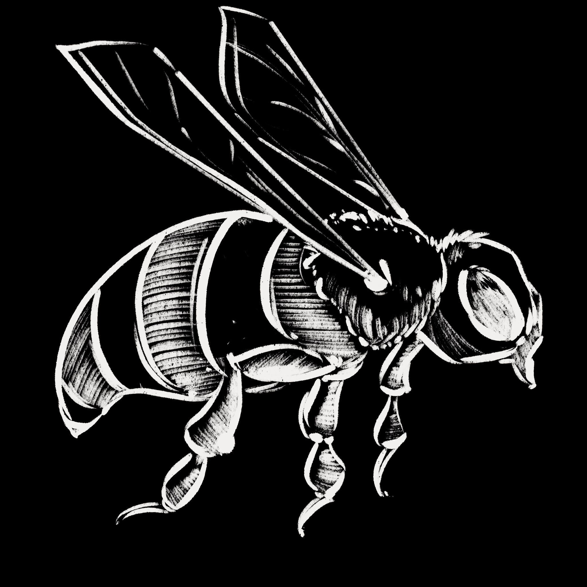 Anna Hernandez’s drawing of a bee