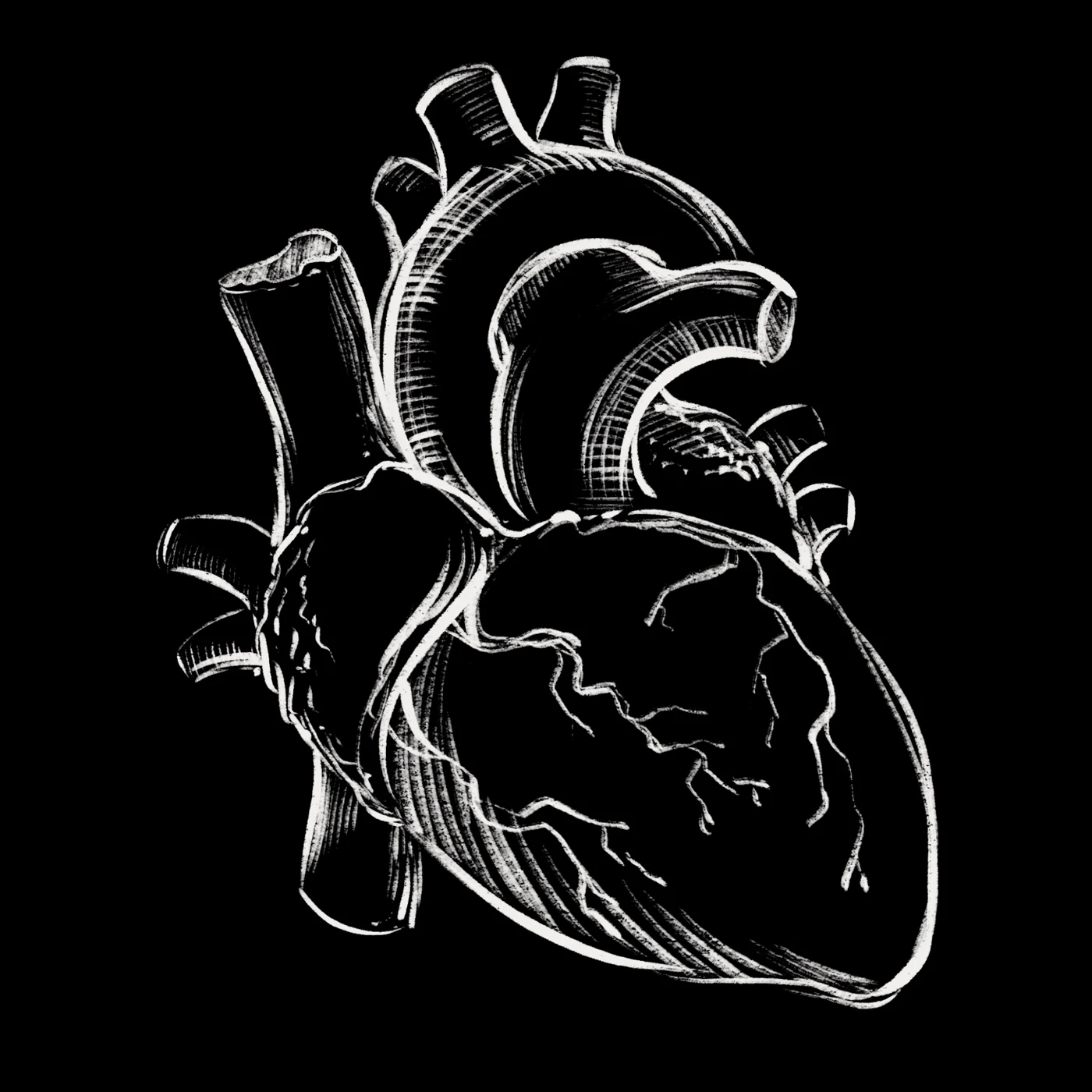 An anatomical heart